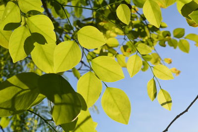 Low angle view of leaves against sky