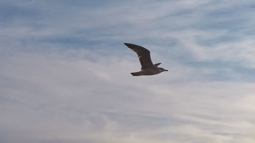 Low angle view of seagull flying