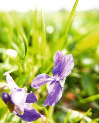 Close-up of purple flowering plant