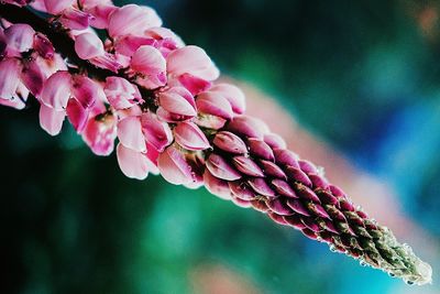 Close-up of pink flowers on tree