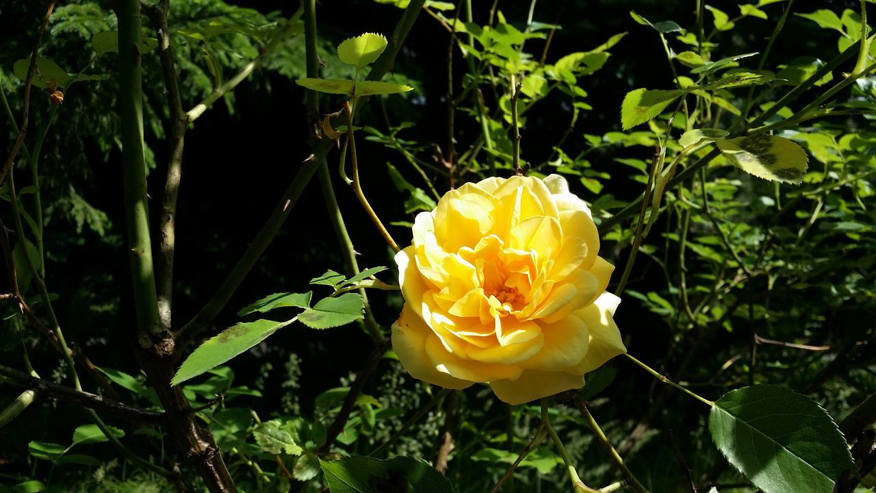 flower, petal, freshness, fragility, flower head, yellow, growth, plant, beauty in nature, blooming, nature, close-up, single flower, leaf, high angle view, in bloom, rose - flower, green color, focus on foreground, outdoors