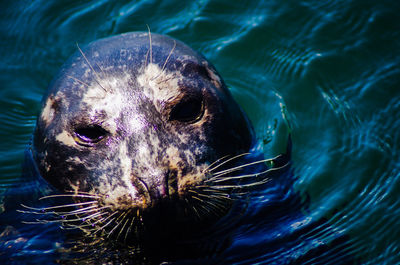 Close-up of seal swimming in water