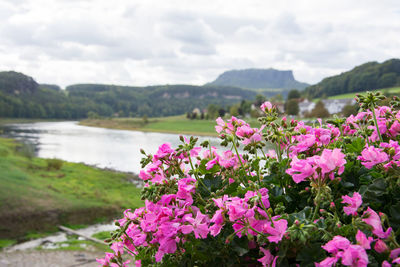 Close-up of pink flowering plants against sky