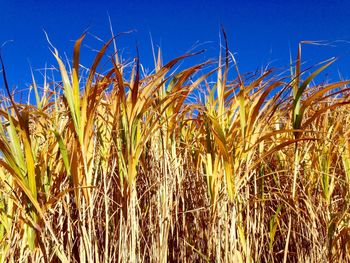 Close-up of stalks in field against blue sky