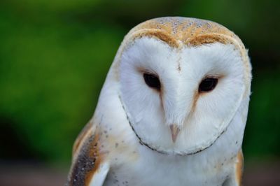 Close-up portrait of barn owl