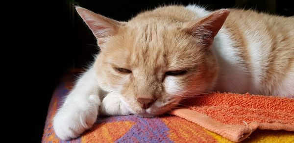 Close-up of a cat resting