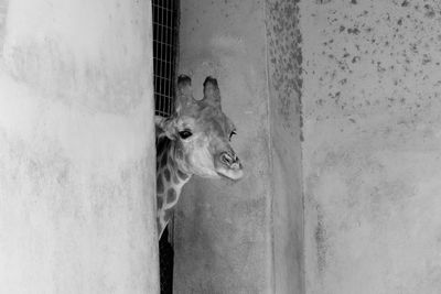 Close-up of cat on wall