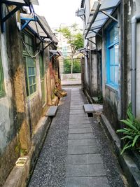 Houses amidst trees