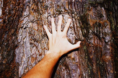 Close-up of human hand on tree trunk