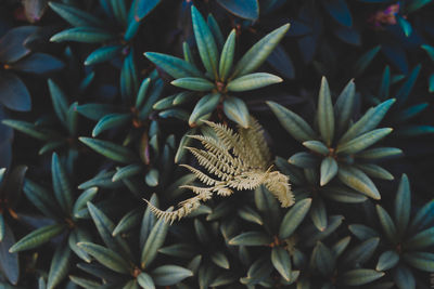 Close-up of potted plant leaves