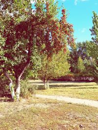 Trees on field against sky during autumn