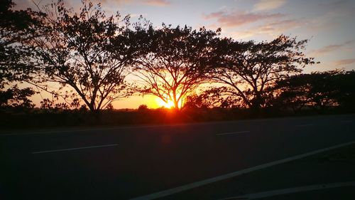 Silhouette of trees at sunset