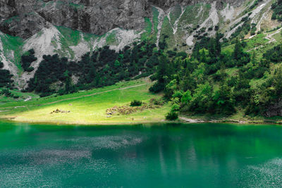 Scenic view of lake in forest