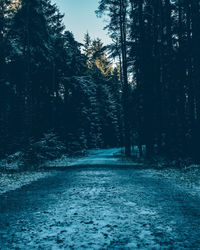 Trees in forest during winter