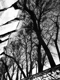 Low angle view of tree against sky