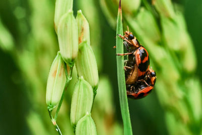 Close-up of insect on plant