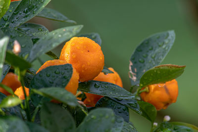 Close-up of orange fruit