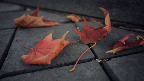 Autumn leaves fallen on leaf