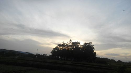 Trees against sky during sunset