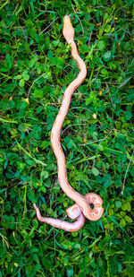 High angle view of snake on field