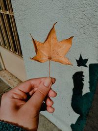 Midsection of person holding maple leaf during autumn