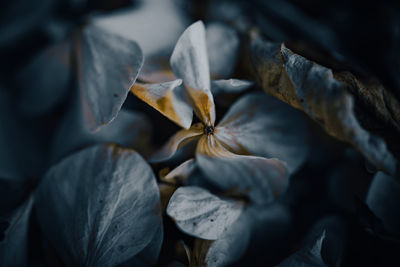 Full frame shot of fresh flowers