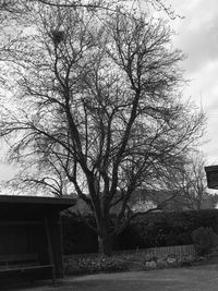 Low angle view of tree against building