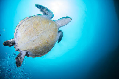 Green sea turtle swimming in hachijojima