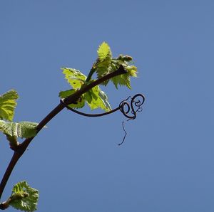 Low angle view of plant against clear sky