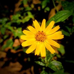 Close-up of yellow flower blooming outdoors