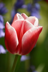 Close-up of red tulip