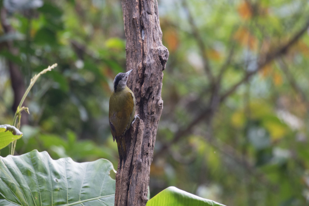 The grey-headed woodpecker