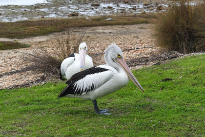 Birds on the beach