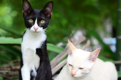 Close-up portrait of a cat