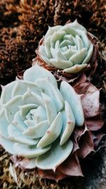 Close-up of succulent plant