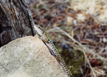 Close-up of butterfly on rock