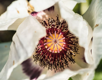 Close-up of flower head