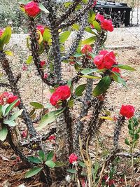 High angle view of red flowering plant on field