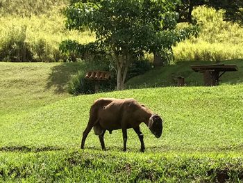 Horse grazing on field