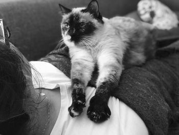 High angle view of cat resting on bed