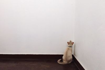 Cat sitting on wall