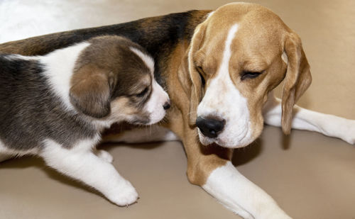 A cute 3 black, white and brown beagle puppy with its loving mother