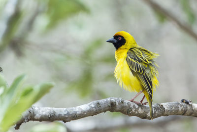 Close-up of bird perching on branch