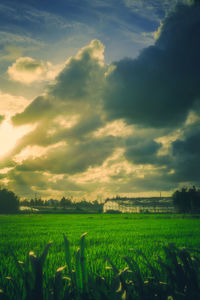 Scenic view of agricultural field against sky