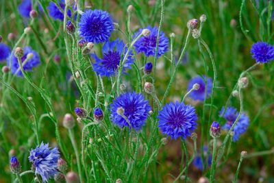 Close-up of purple flowering plants on field