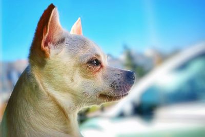 Close-up of a dog looking away