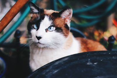Close-up portrait of cat