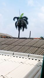 Low angle view of palm trees against sky