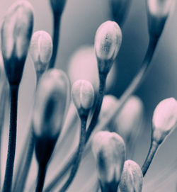 Close-up of flowers against blurred background