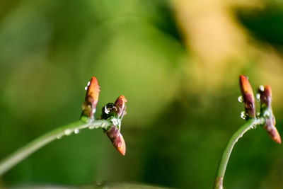 Close-up of insect on flower